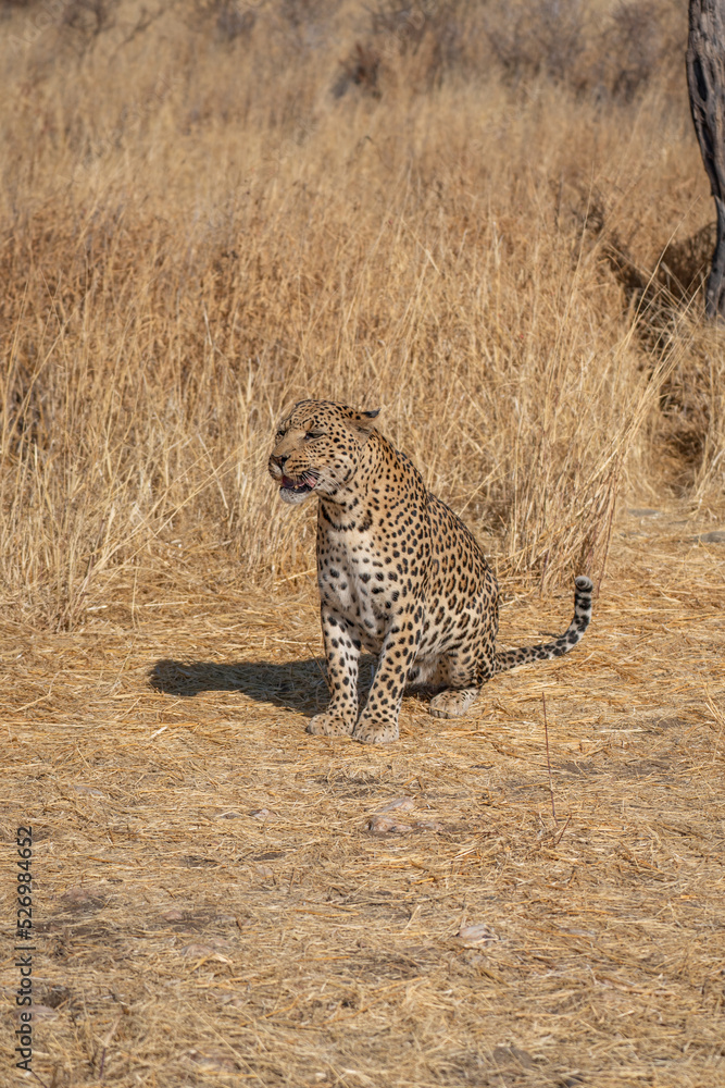 a leopard searching for prey in the grasslands of Namibia's Kalahari Desert a leopard searching for prey in the grasslands of Namibia's Kalahari Desert