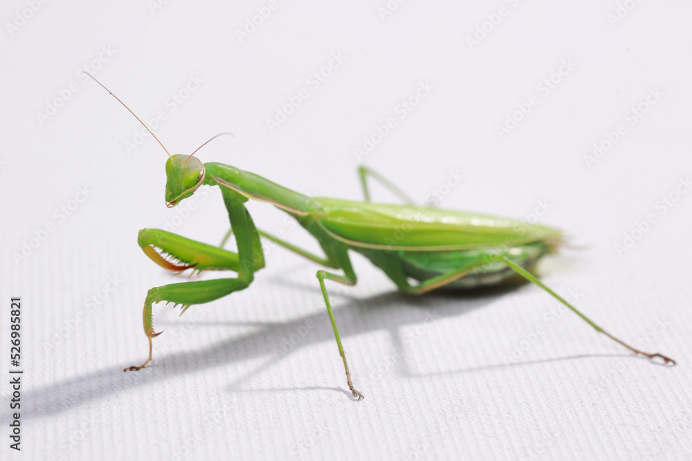 praying mantis in the studio on a white background praying mantis in the studio on a white background