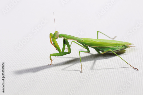 praying mantis in the studio on a white background