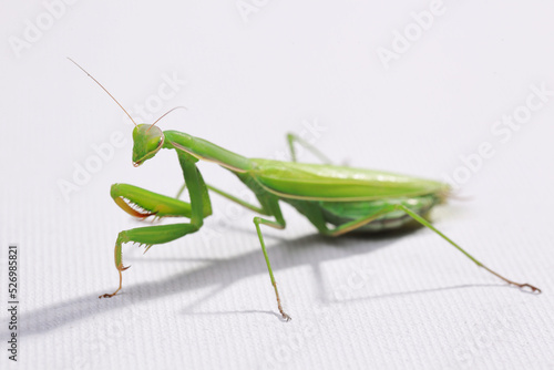 praying mantis in the studio on a white background