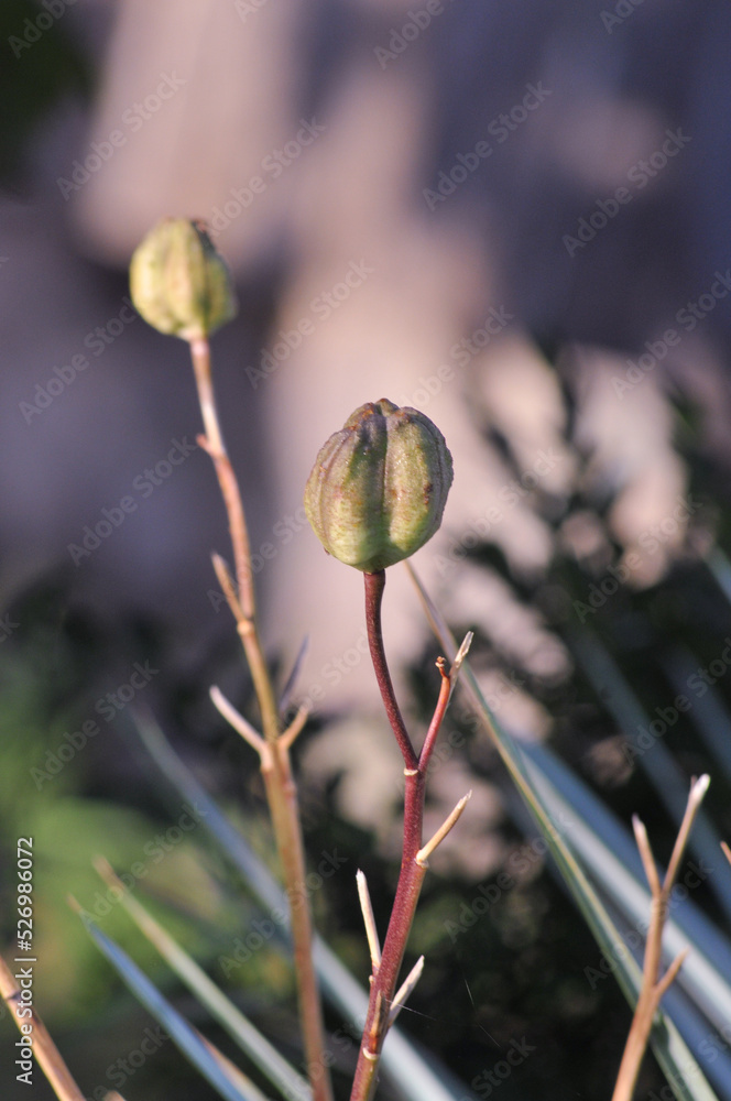 shoots of vegetation on a blurred background. wallpaper. backgrounds. nature. macro. textures shoots of vegetation on a blurred background. wallpaper. backgrounds. nature. macro. textures