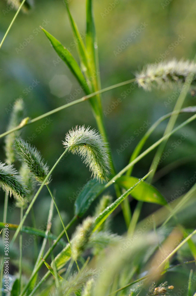 shoots of vegetation on a blurred background. wallpaper. backgrounds. nature. macro. textures shoots of vegetation on a blurred background. wallpaper. backgrounds. nature. macro. textures