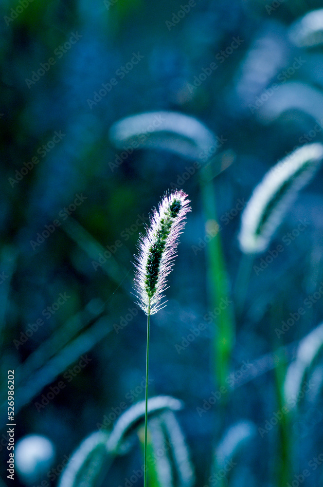 shoots of vegetation on a blurred background. wallpaper. backgrounds. nature. macro. textures