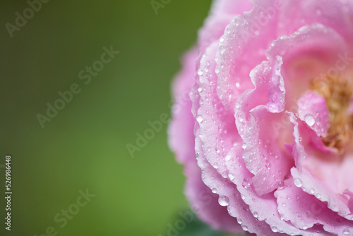 Damask rose flower and waterdrop on nature background.