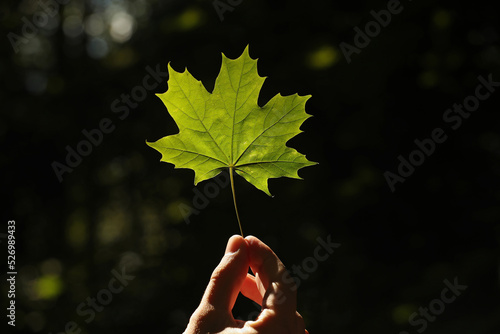 Green maple leaf in young man hand on a dark background. Pavel, my hand and green maple leaf. Photo was taken 31 July 2022 year, MSK time in Russia. photo