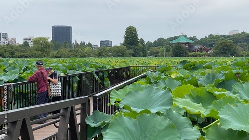 Lotus flower viewing in the summer of August 2022, with the temple view in the far right, Ueno Tokyo Japan, “Shinobazu pond” photo