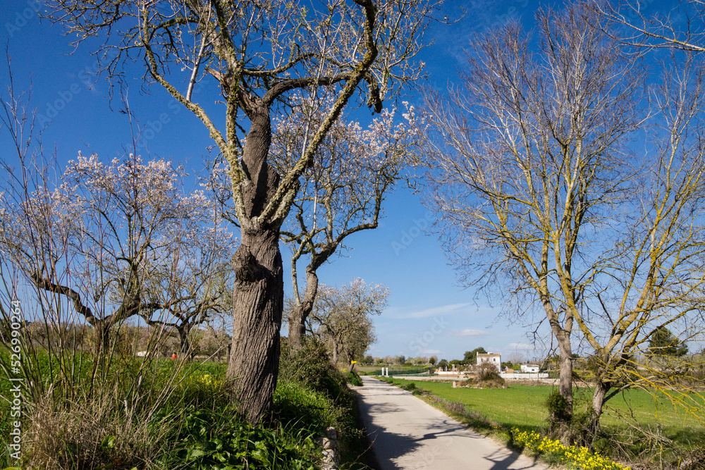 cicloturismo, Camino Viejo de Porreres, Montuiri, mallorca. islas baleares, españa, europa cicloturismo, Camino Viejo de Porreres, Montuiri, mallorca. islas baleares, españa, europa