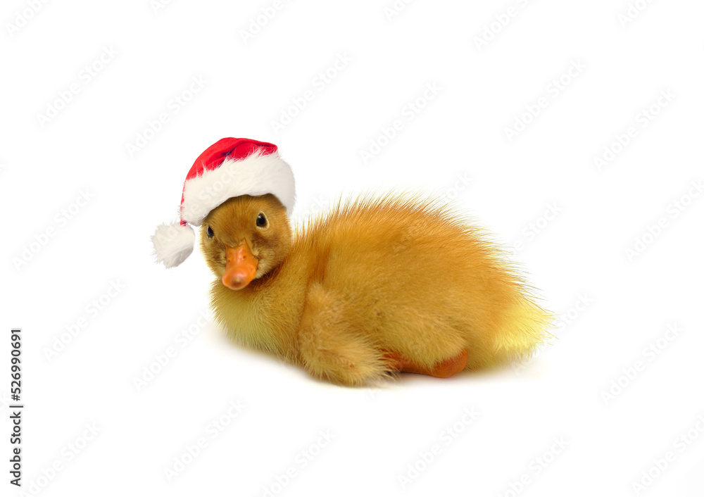 Cute yellow small duckling wearing red Santa hat isolated, Christmas and New Year concept Cute yellow small duckling wearing red Santa hat isolated, Christmas and New Year concept