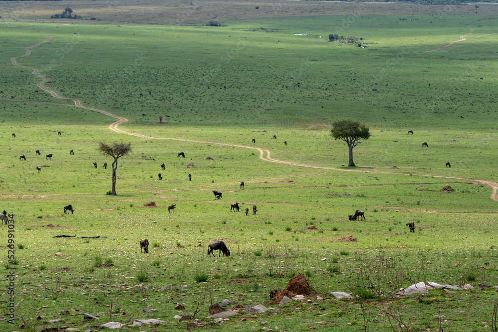 Beautiful landscape of the plains with wildebeest and zebra basking on the grass in the Masai Mara National Reserve, Kenya, Africa Beautiful landscape of the plains with wildebeest and zebra basking on the grass in the Masai Mara National Reserve, Kenya, Africa