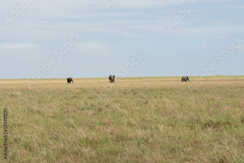 Beautiful landscape of three elephants on the plains of the masai mara national reserve in Kenya Africa