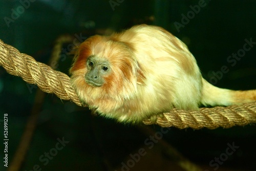 Golden Lion Tamarin Monkey photo