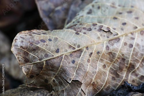 autumn landscape with fallen leaves © prohor08