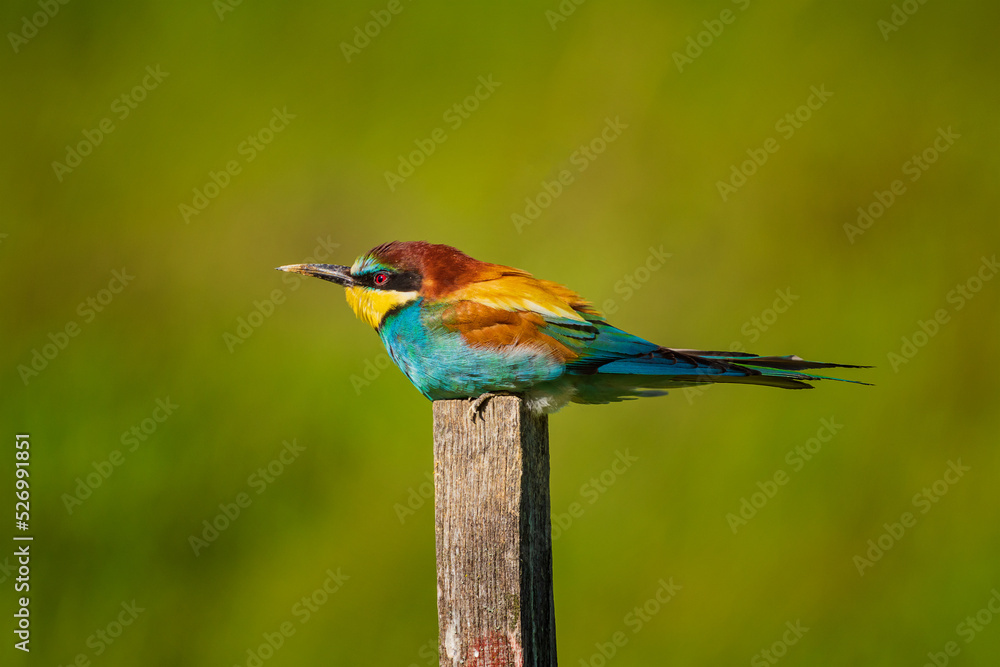 The European bee-eater (Merops apiaster) is a near passerine bird in the bee-eater family, Meropidae. It breeds in southern Europe and in parts of north Africa and western Asia. The European bee-eater (Merops apiaster) is a near passerine bird in the bee-eater family, Meropidae. It breeds in southern Europe and in parts of north Africa and western Asia.