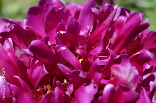 Pink peony close up