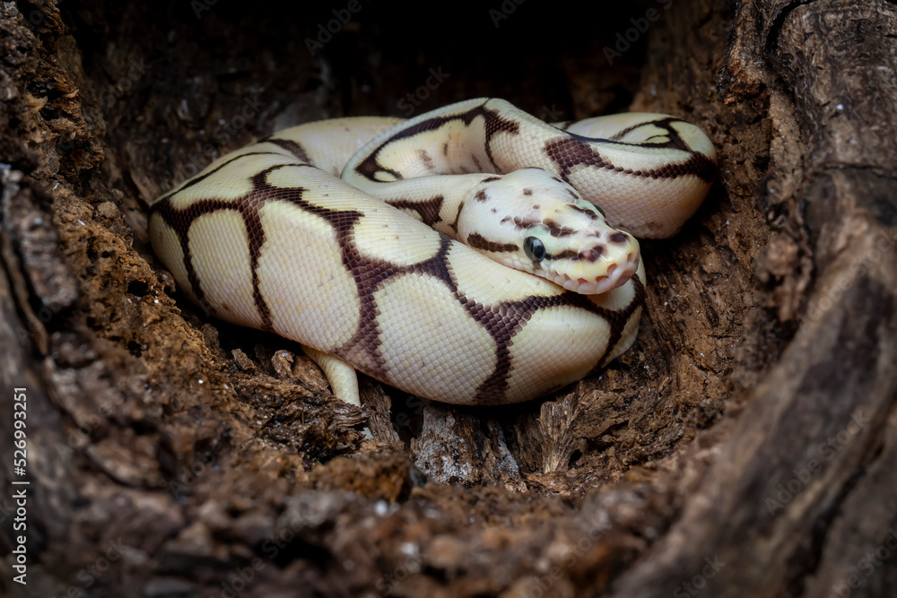 Ball Python Morph are the most popular pet snake. Baby Ball Python Morph in wood hole. Stock