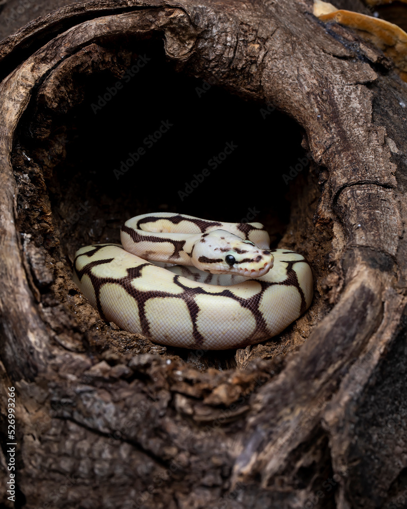 Baby Ball Python Morph in wood hole. Ball Python Morph are the most popular pet snake. Stock