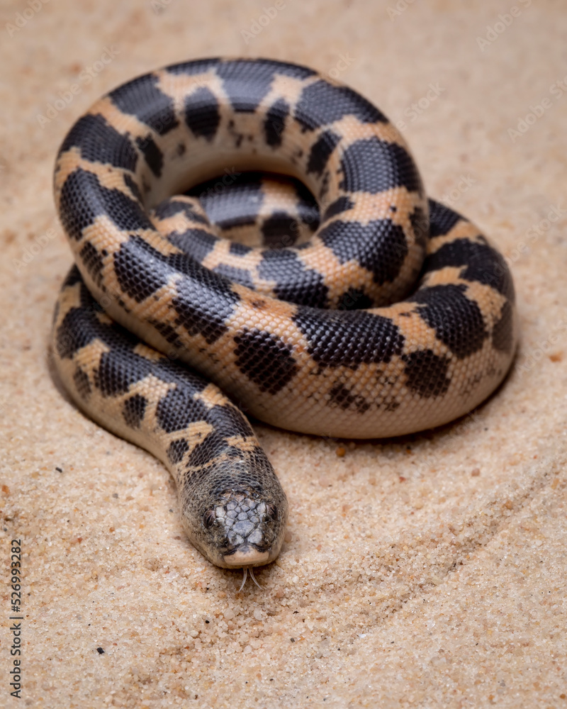 Fototapeta premium Sand Boa (Eryx) on the desert sand.