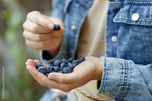 Fresh blueberries in a handful, summer food.