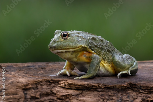 The African Giant Bullfrog (Pyxicephalus adspersus) is the world's second largest species of frog after the goliath frog. photo