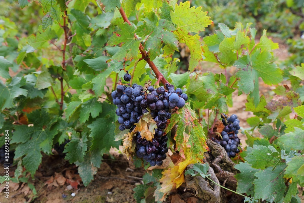 French wine region Corbieres