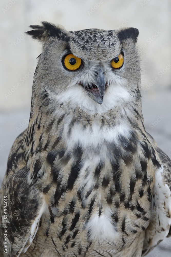 Fototapeta premium Eagle owl (Bubo Bubo), Portrait, Turkistan, South region, Kazakhstan