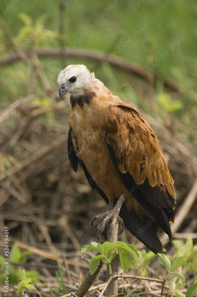 Black-collared Hawk (Busarellus nigricollis), Pantanal, Mato Grosso, Brazil Black-collared Hawk (Busarellus nigricollis), Pantanal, Mato Grosso, Brazil