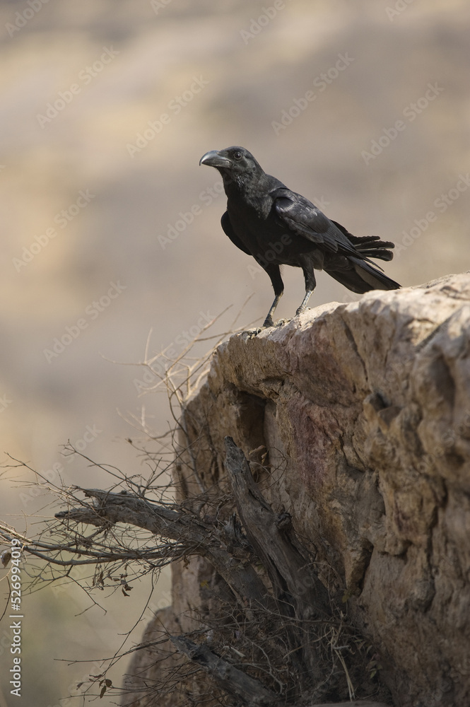 Fototapeta premium Large-Billed crow (Corvus macrorhynchos), Ranthambore National Park, Rajasthan, India