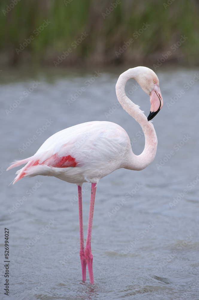 Greater Flamingo (Phoenicopterus roseus), Saintes Maries de la mer, Camargue, France