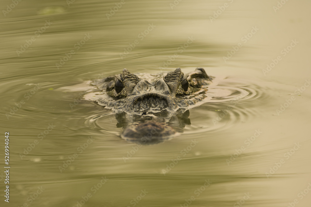 Yacare Caiman (Caiman yacare), Pantanal, Mato Grosso, Brazil Yacare Caiman (Caiman yacare), Pantanal, Mato Grosso, Brazil