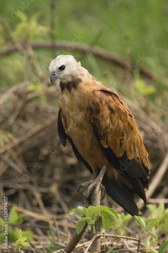 Black-collared Hawk  Busarellus nigricollis   Pantanal  Mato Grosso  Brazil