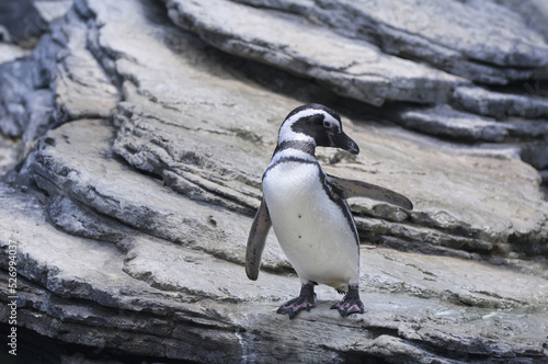 Magellanic Penguin (Spheniscus magellanicus), Argentina, South America. photo