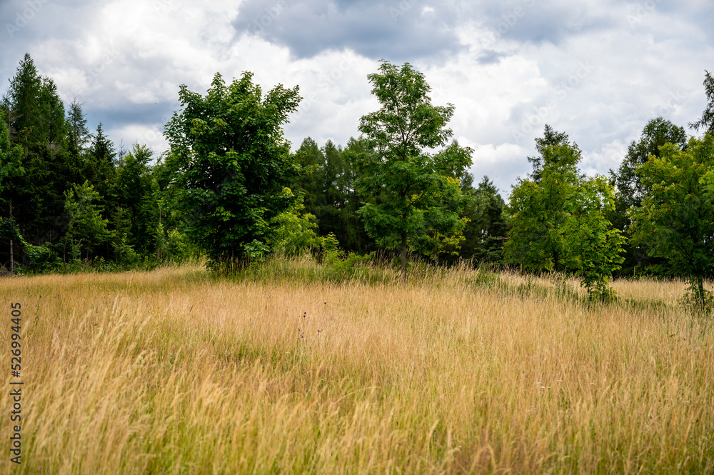 Fototapeta premium Tall grass and tree on mountain meadow, hill Varta, Czech republic.