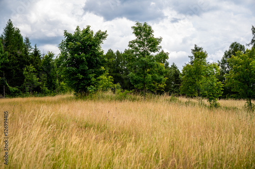 Tall grass and tree on mountain meadow, hill Varta, Czech republic.