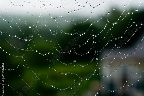 Beautiful natural background with a necklace of water drops on a cobweb in the grass in spring summer. The texture of the dew drops on the web in nature macro macro with soft focus. High quality photo © Вера Щербакова
