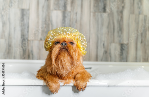 Brussels Griffon in the bath, wearing a bathing cap.. High quality photo