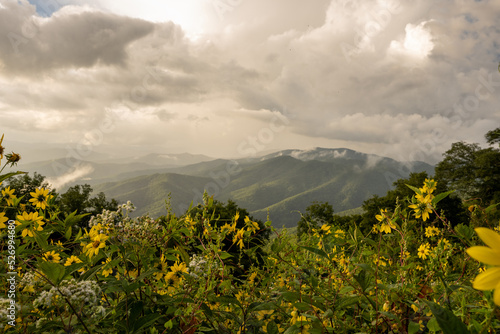 View of Cloud Covered Mountains Through Sunflowers