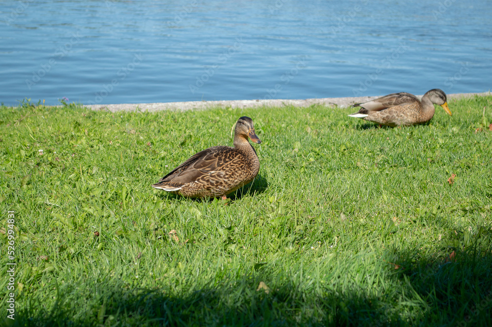 Ducks sitting on the green grass by the bay Ducks sitting on the green grass by the bay