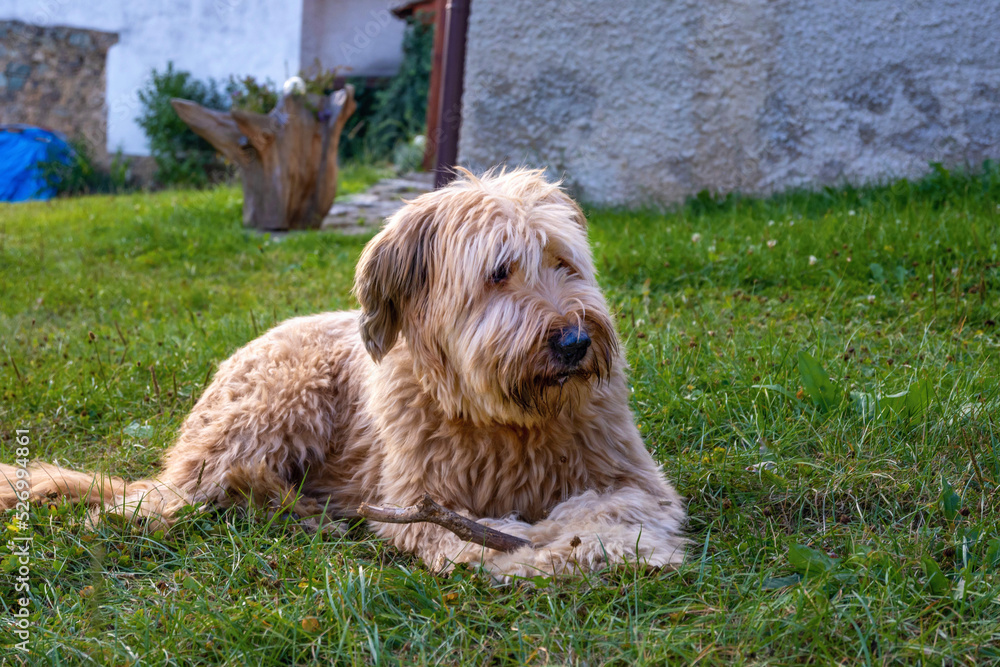 Young briard dog lying in garden with stick in paw, relaxes.