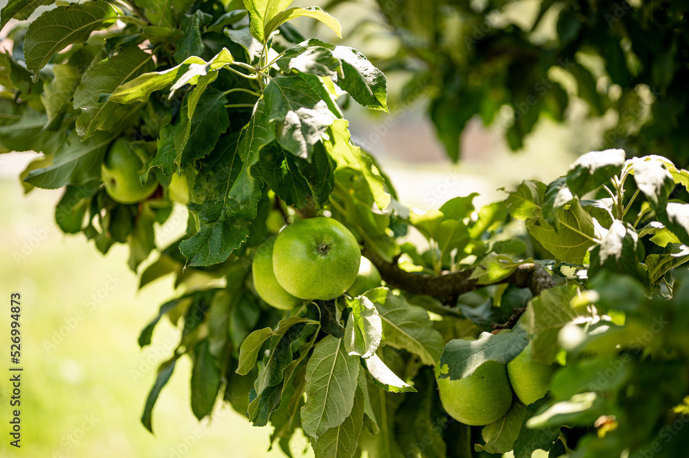 Granny smith apple tree Stock Photo Adobe Stock