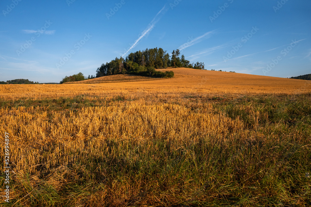 Small hill with forest surrounded by mowed field, summer morning after sunrise.