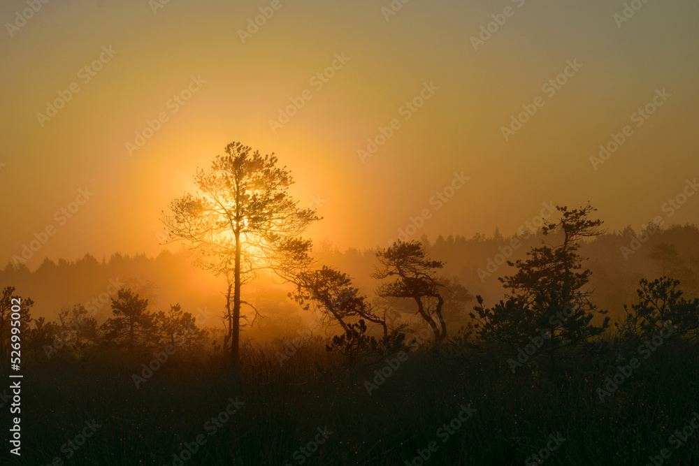 swamp pine silhouettes against morning sun, foggy swamp landscape with swamp pines and traditional swamp vegetation, blurred background, fog in swamp swamp pine silhouettes against morning sun, foggy swamp landscape with swamp pines and traditional swamp vegetation, blurred background, fog in swamp