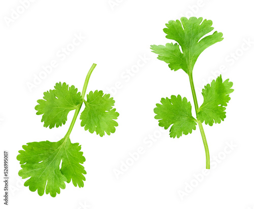 Fresh coriander isolated on white background. Top view.