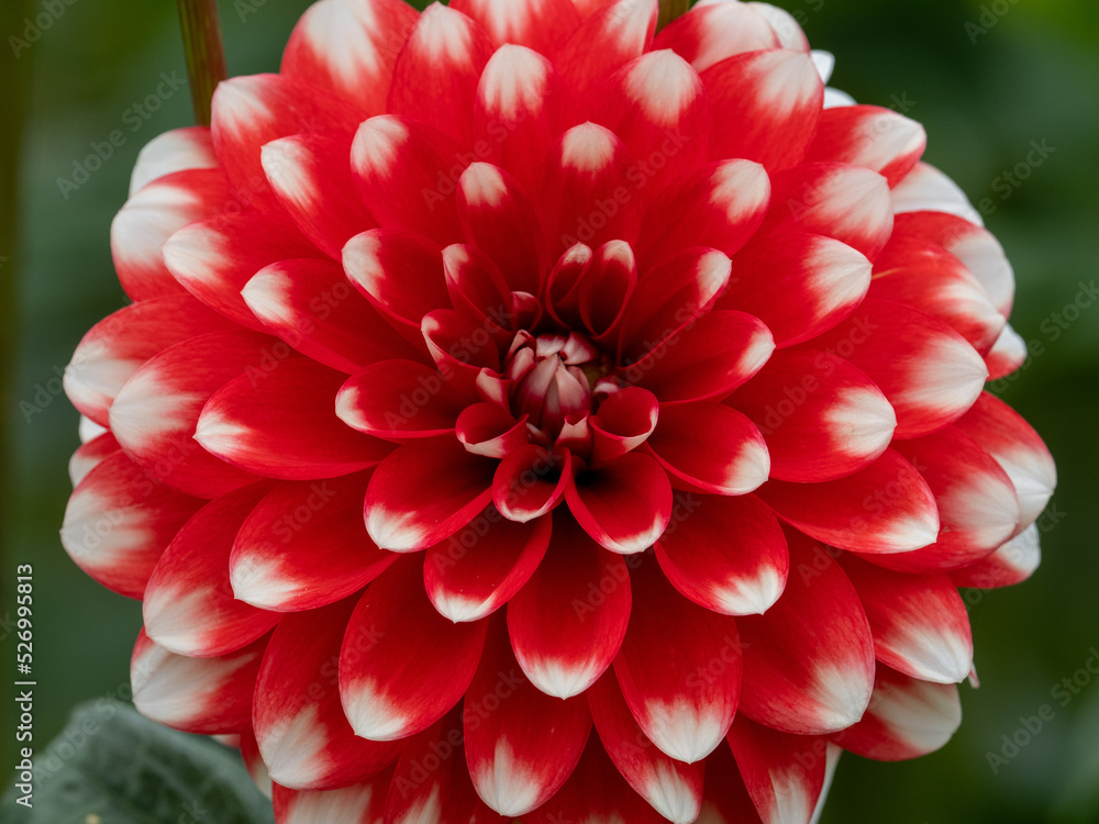dahlien dahlien