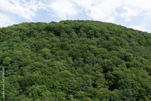 forest in the mountains