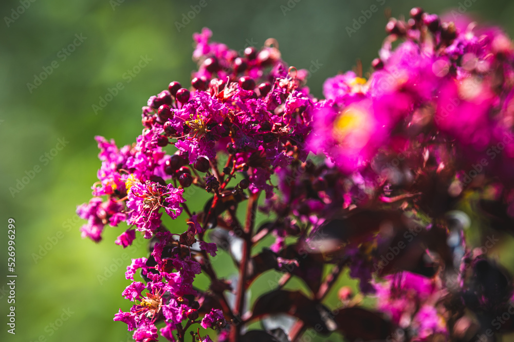 Nahaufnahme Blüten einer Lagerstroemia indica `Double Dynamite´ Nahaufnahme Blüten einer Lagerstroemia indica `Double Dynamite´