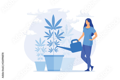 Young woman watering hemp plant, forbidden houseplant. Marijuana cultivation, medical cannabis, illegal horticulture. Girl growing weed. flat vector modern illustration photo