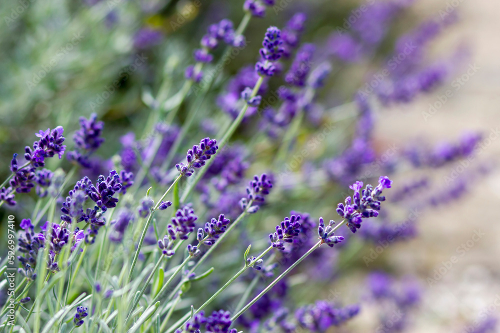 Fototapeta premium lavender flowers in a garden