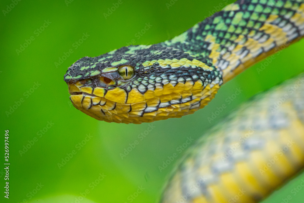 Fototapeta premium close up of a female wagler temple pit viper Tropidolaemus wagleri 