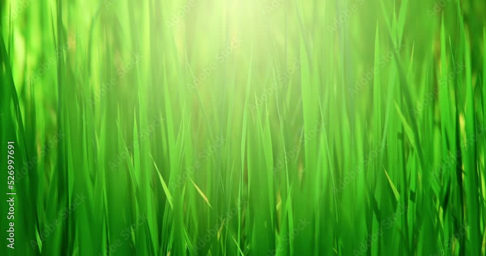 Beautiful green rice fields and warm morning sunlight. Apple ProRes 4:2:2HQ Beautiful green rice fields and warm morning sunlight. Apple ProRes 4:2:2HQ