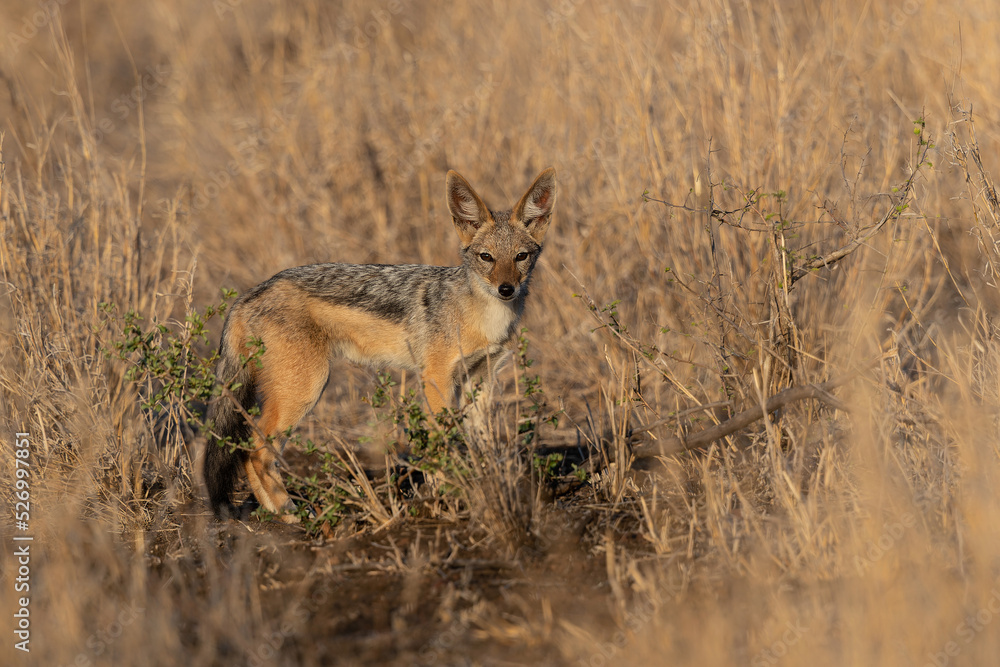 Black-backed jackal standing in high grass in Kruger National Park in South Africa Black-backed jackal standing in high grass in Kruger National Park in South Africa